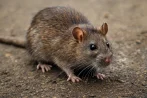 Traitement contre les rats et souris, dératisation à Laeken 1020 Bruxelles