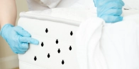 Traitement punaise de lit à LEUVEN 3000 – Intervention rapide dans le Brabant Flamand